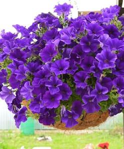 Petunya - Büyük Dev Salkım Sarkıcı - MAVİ ( 5 Tohum )