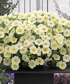 Petunya - Büyük Dev Salkım Sarkıcı - SARI ( 5 Tohum )