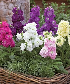 Şebboy Tohumu ( Kokulu Çok Uzun Boylu ) - Karışık Renkli ( 10 Tohum )