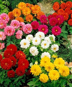 Yıldız Çiçeği Tohumu - Bodur Büyük Çiçek - Karışık Renk ( 10 Tohum )