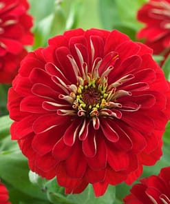 Zinnia ( Kirli Hanım ) Büyük Geniş Çiçekli - ALEV RENGİ ( 5 Tohum )