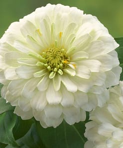 Zinnia ( Kirli Hanım ) Büyük Geniş Çiçekli - BEYAZ ( 5 Tohum )