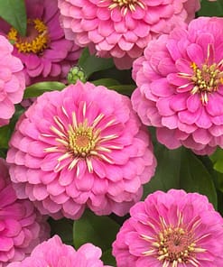 Zinnia ( Kirli Hanım ) Büyük Geniş Çiçekli - GÜL RENGİ ( 5 Tohum )