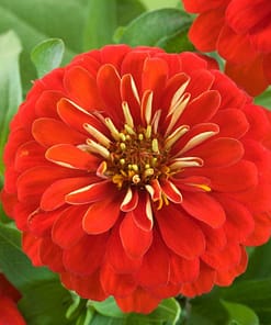 Zinnia ( Kirli Hanım ) Büyük Geniş Çiçekli - KIRMIZI ( 5 Tohum )