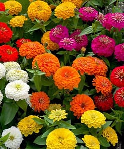Zinnia ( Kirli Hanım ) Büyük Geniş Çiçekli - KARIŞIK ( 5 Tohum )