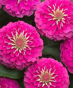 Zinnia ( Kirli Hanım ) Büyük Geniş Çiçekli - PEMBE ( 5 Tohum )