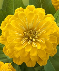 Zinnia ( Kirli Hanım ) Büyük Geniş Çiçekli - SARI ( 5 Tohum )