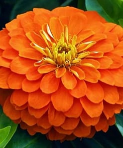 Zinnia ( Kirli Hanım ) Büyük Geniş Çiçekli - TURUNCU ( 5 Tohum )