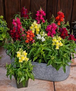 ASLAN AĞZI SAKSILIK (10 TOHUM) KARIŞIK RENK