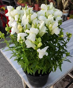 ASLAN AĞZI SAKSILIK (10 TOHUM) BEYAZ