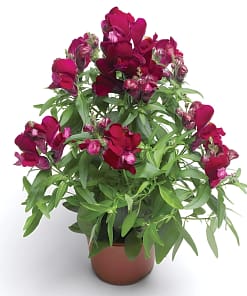 ASLAN AĞZI SAKSILIK (10 TOHUM) VİOLET