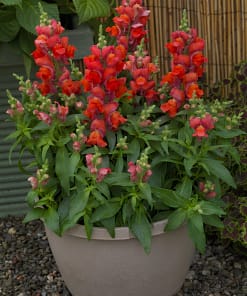 ASLAN AĞZI SAKSILIK (10 TOHUM) TURUNCU