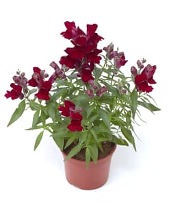 ASLAN AĞZI SAKSILIK (10 TOHUM) KIRMIZI