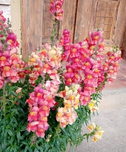 ASLAN AĞZI SAKSILIK (10 TOHUM) ŞEFTALİ RENK