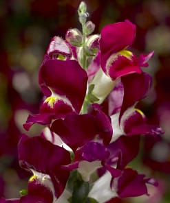 ASLAN AĞZI SAKSILIK (10 TOHUM) BURGUNDY