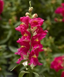 ASLAN AĞZI SAKSILIK (10 TOHUM) ÇİFT RENK