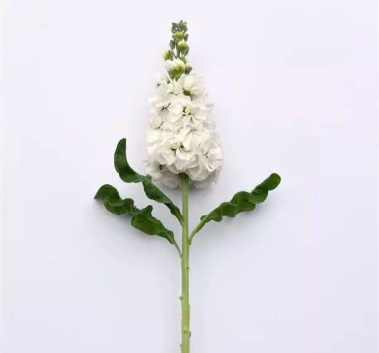 sebboy-beyaz-2_-cicek-tohumlari-_21.10.2023_098250e