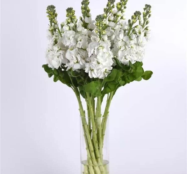 sebboy-beyaz-3_-cicek-tohumlari-_21.10.2023_39f14a2