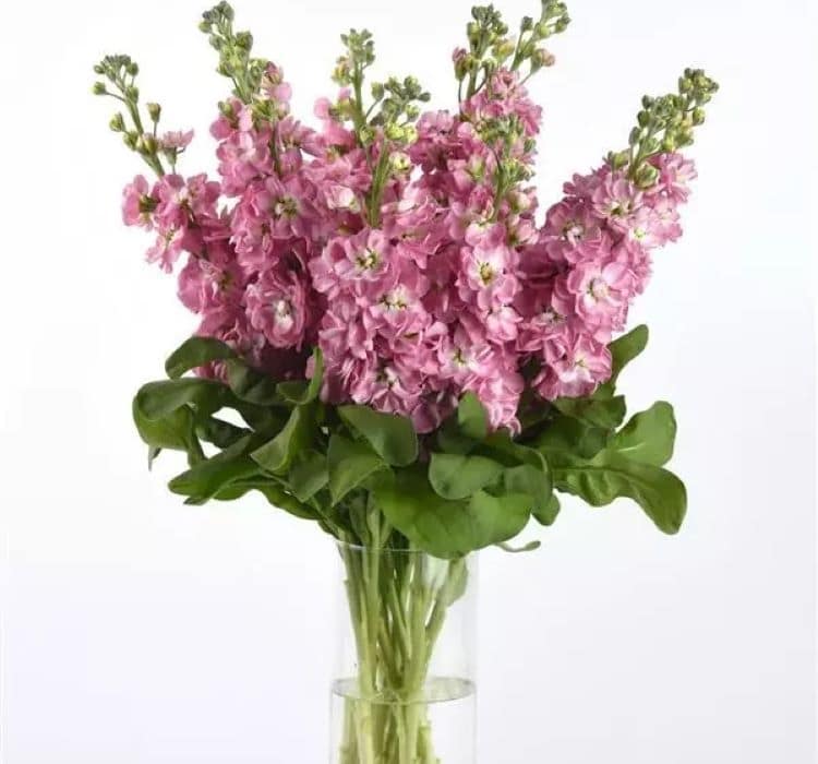 sebboy-kirmizi-2_-cicek-tohumlari-_21.10.2023_ed22e25