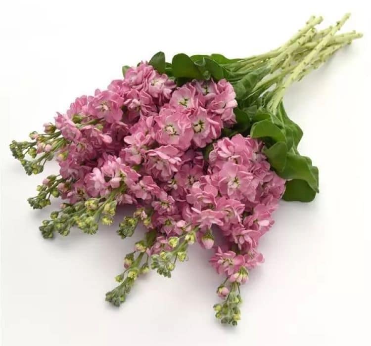 sebboy-kirmizi-3_-cicek-tohumlari-_21.10.2023_c0741dc