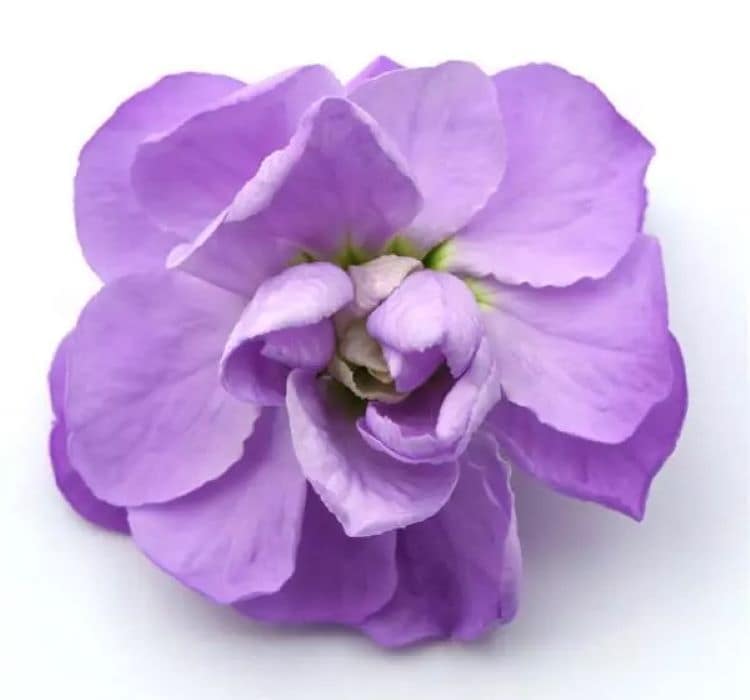 sebboy-lavanta-2_-cicek-tohumlari-_21.10.2023_8bedbe2