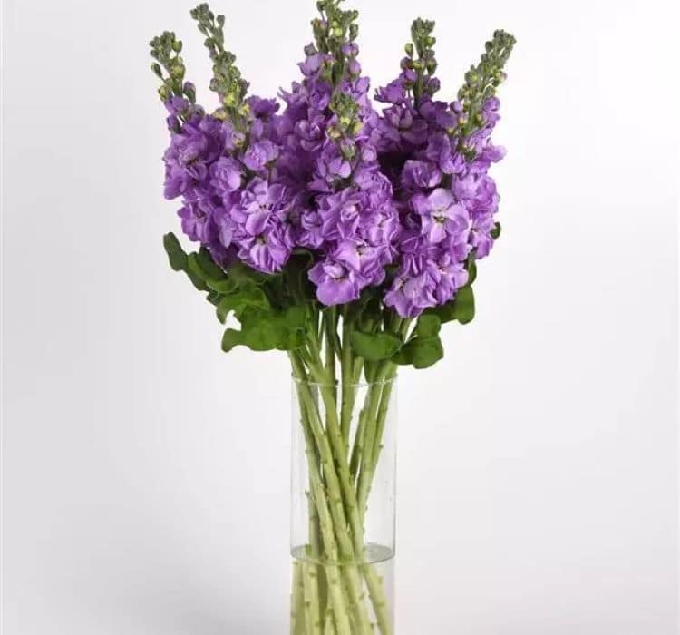 sebboy-lavanta-3_-cicek-tohumlari-_21.10.2023_993af07