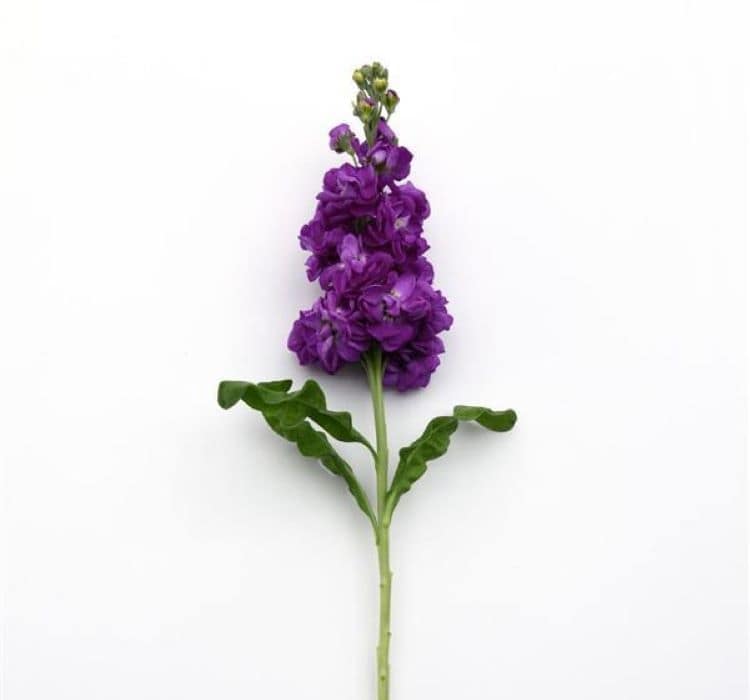 sebboy-mavi-1_-cicek-tohumlari-_21.10.2023_bd7f8a0