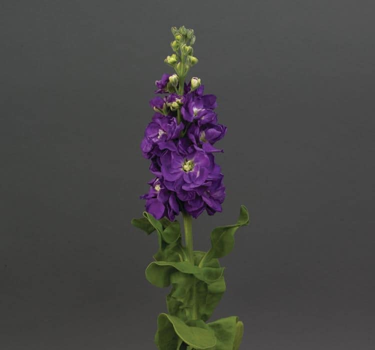 sebboy-mavi-2_-cicek-tohumlari-_21.10.2023_a1530fa