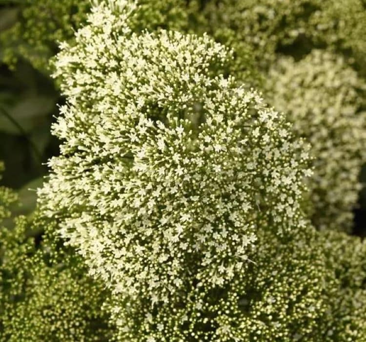 trakelyum-beyaz-1_-cicek-tohumlari-_21.10.2023_c9afce0