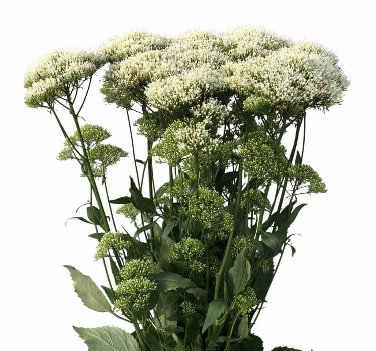 trakelyum-beyaz-2_-cicek-tohumlari-_21.10.2023_3ad8128