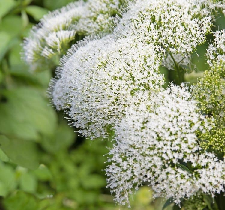 Trakelyum Tohumu ( Uzun boylu Kesmelik ) - Beyaz Renkli - 5 Tohum