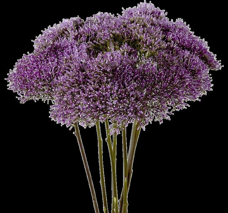 trakelyum-mor-1_-cicek-tohumlari-_21.10.2023_ac29355