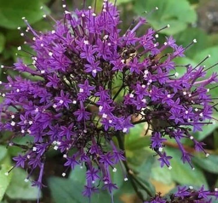 trakelyum-mor-3_-cicek-tohumlari-_21.10.2023_47fc0b7