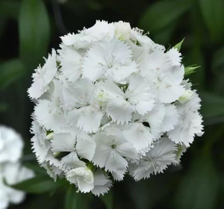 Karanfil Tohumu ( Çok Uzun ve Tek Kat Çiçek ) - Beyaz Renkli - 5 Tohum
