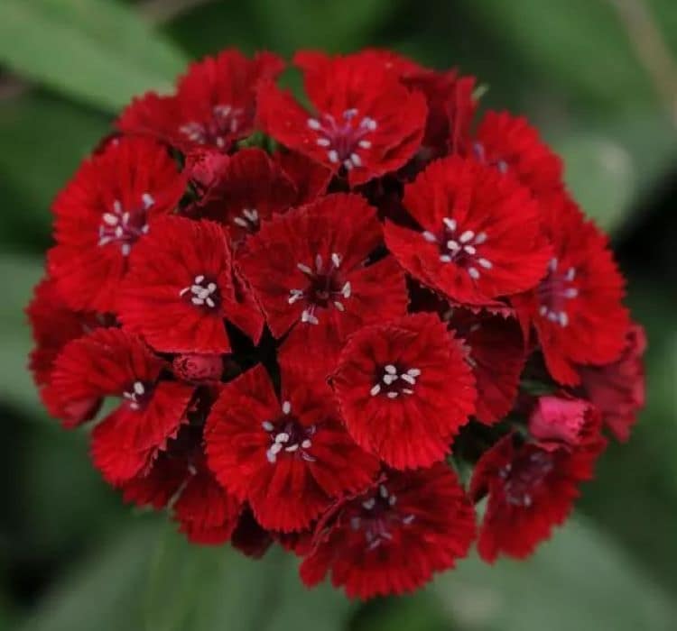 Karanfil Tohumu ( Çok Uzun ve Tek Kat Çiçek ) - Kırmızı Renkli - 5 Tohum