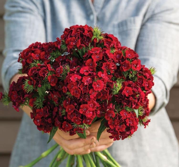 karanfil-kirmizi-2_-cicek-tohumlari-_02.11.2023_a122016