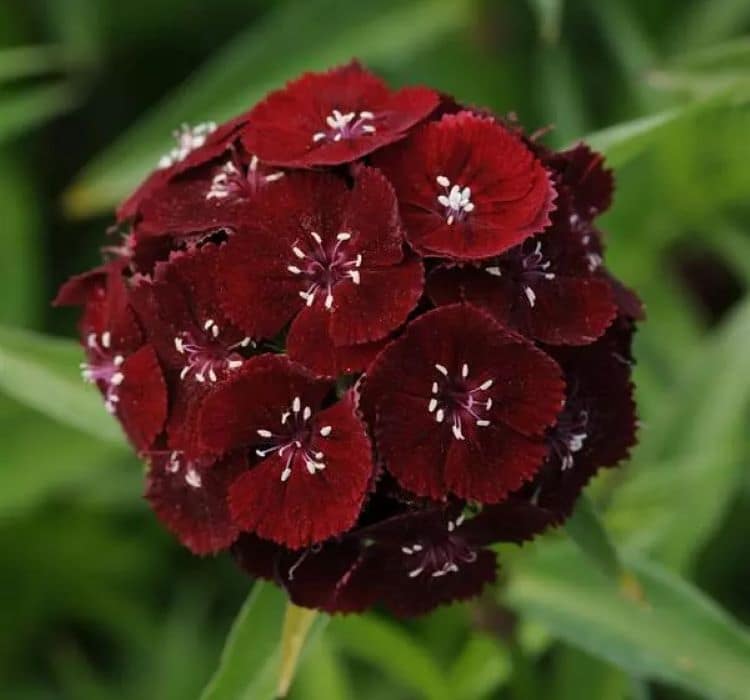 Karanfil Tohumu ( Çok Uzun ve Tek Kat Çiçek ) - Koyu Kırmızı Renkli - 5 Tohum