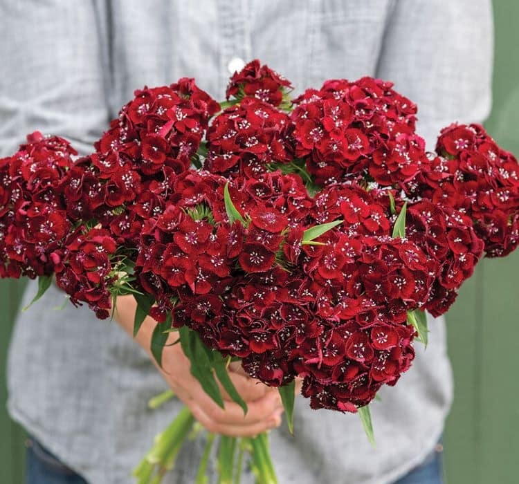 karanfil-koyu-kirmizi-2_-cicek-tohumlari-_02.11.2023_698927c