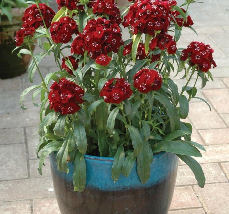 karanfil-koyu-kirmizi-3_-cicek-tohumlari-_02.11.2023_6316f52