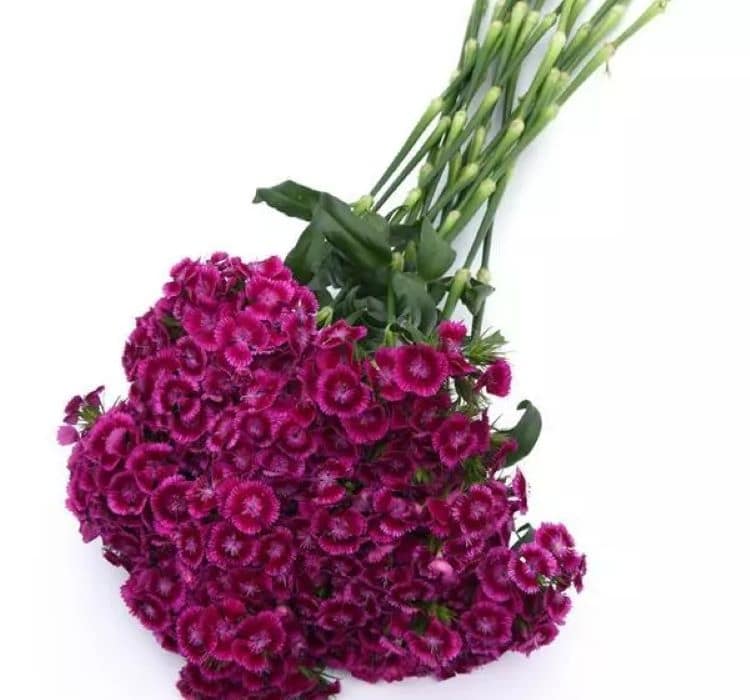 karanfil-mor-pembe-2_-cicek-tohumlari-_02.11.2023_e8908b1