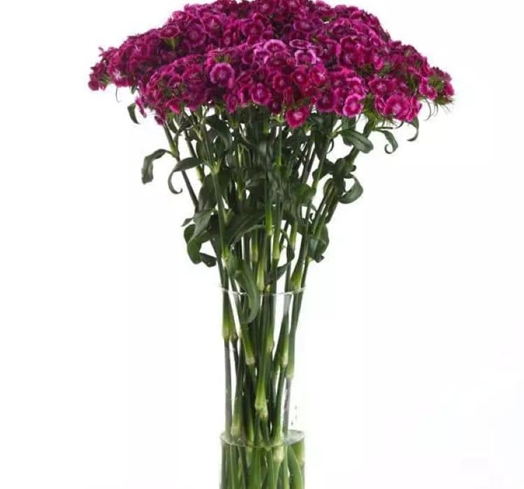karanfil-mor-pembe-3_-cicek-tohumlari-_02.11.2023_8462549