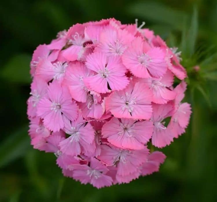 Karanfil Tohumu ( Çok Uzun ve Tek Kat Çiçek ) - Pembe Renkli - 5 Tohum