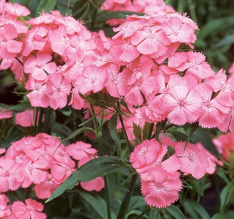 karanfil-pembe-2_-cicek-tohumlari-_02.11.2023_8e04992