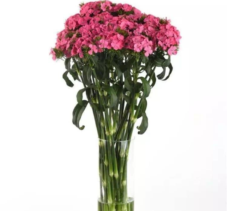 karanfil-pembe-3_-cicek-tohumlari-_02.11.2023_ad18a4f