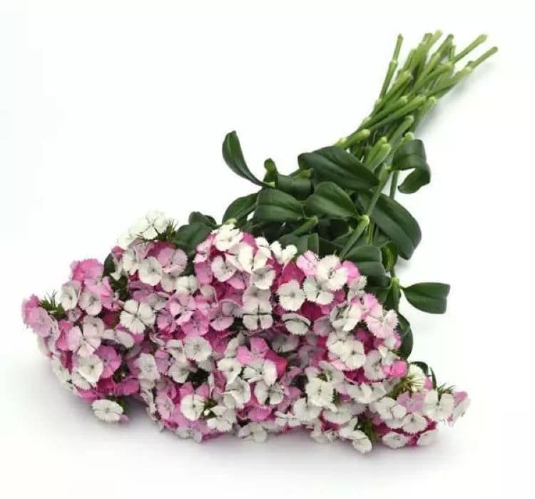 karanfil-pembe-beyaz-2_-cicek-tohumlari-_02.11.2023_260a7f2