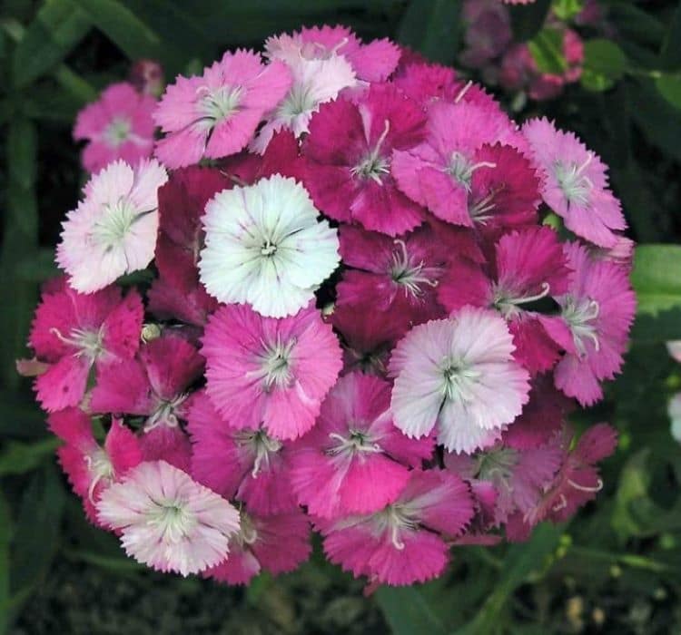 Karanfil Tohumu ( Çok Uzun ve Tek Kat Çiçek ) - Kırmızı Pembe Beyaz Renkli - 5 Tohum