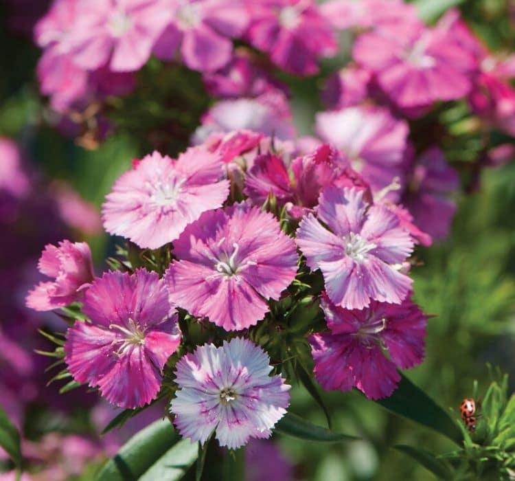 karanfil-pembe-kirmizi-2_-cicek-tohumlari-_02.11.2023_6608518