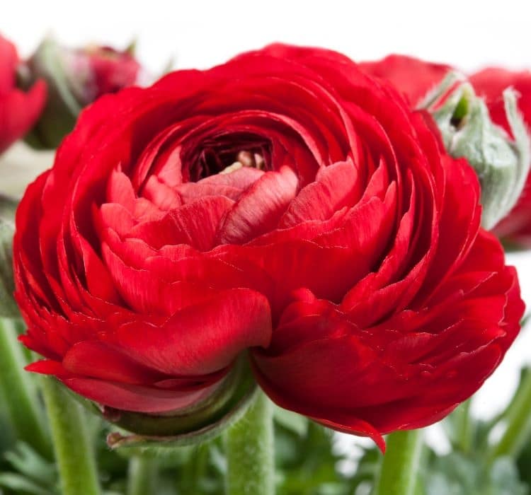 sakayik-kirmizi-2_-cicek-tohumlari-_02.11.2023_eef2f5e