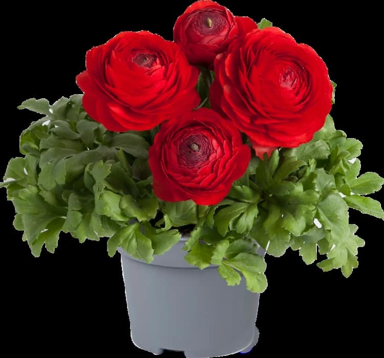 sakayik-kirmizi-3_-cicek-tohumlari-_02.11.2023_728ba66