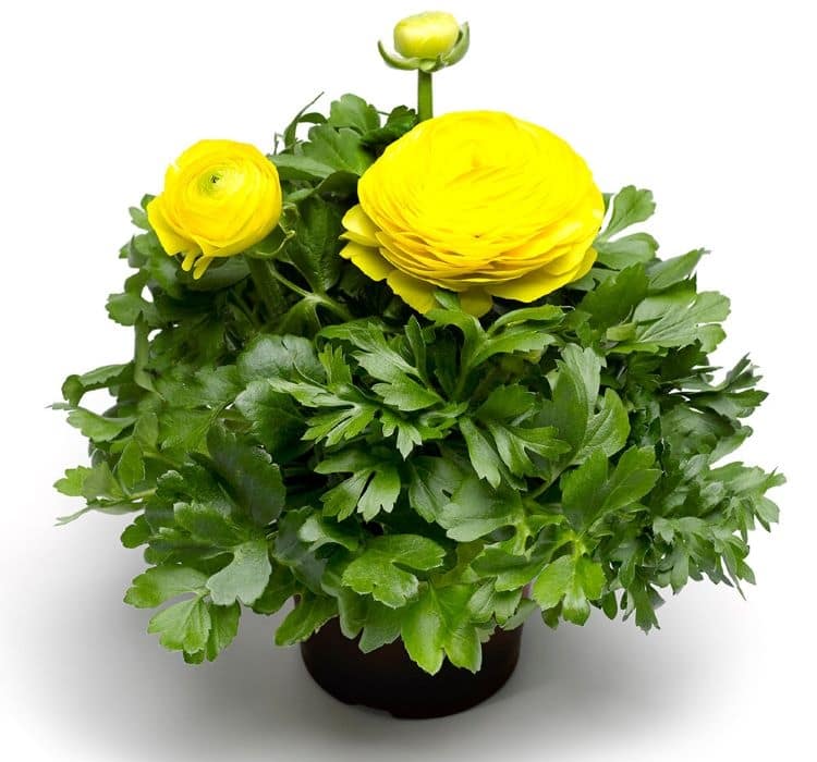 Şakayık Tohumu ( Kalıcı ve Katlı Çiçek ) - Sarı Renkli - 5 Tohum